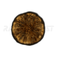 Golden Rune 1-image
